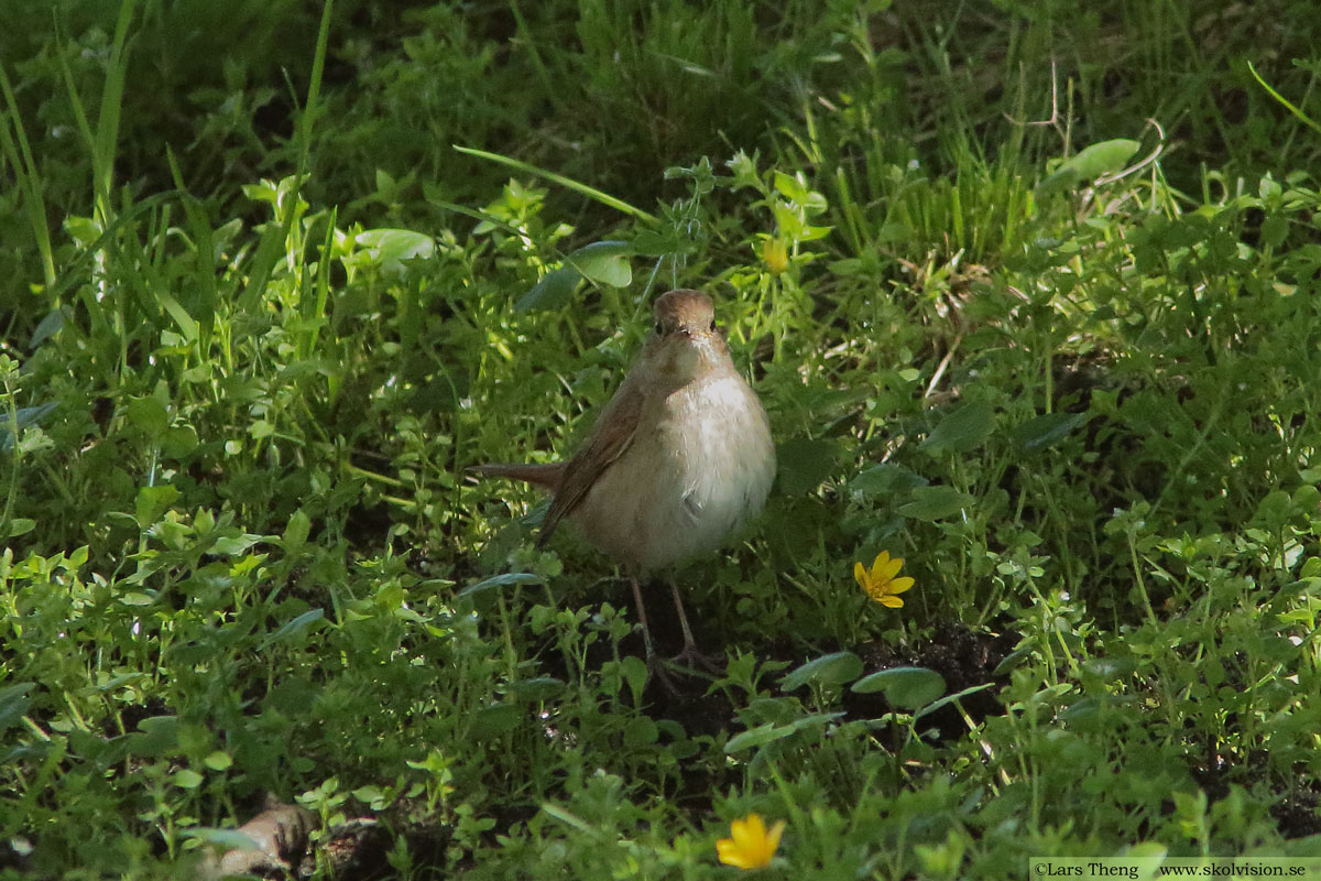 Trädlärka, Lullula arborea